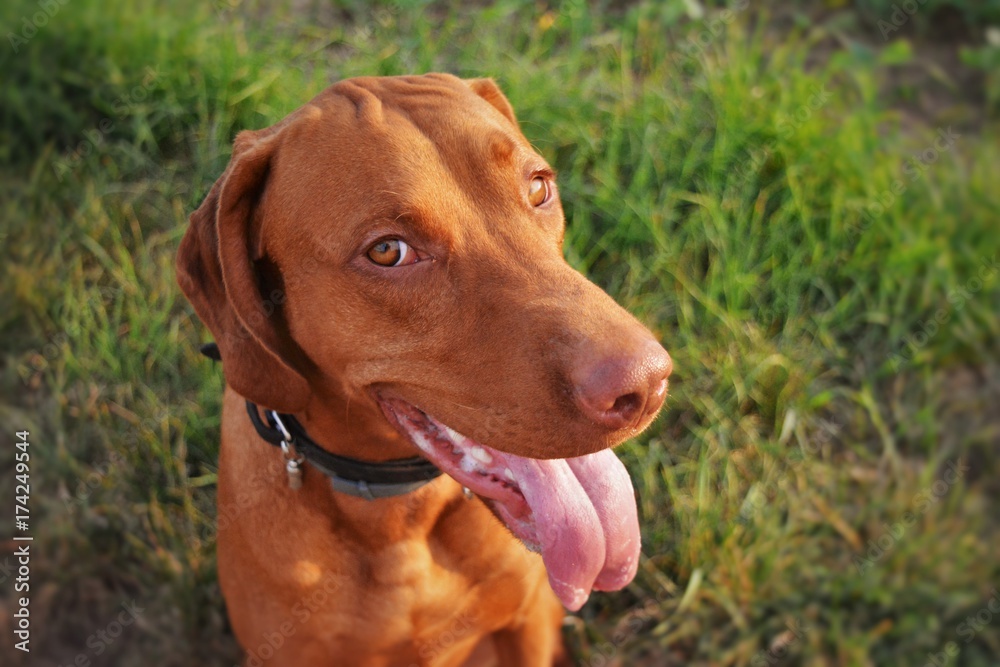 Dog look Dog look