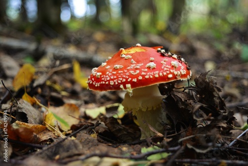 Toadstool in the woods