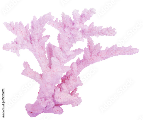 pink isolated branchy coral