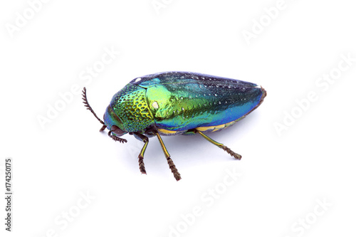 Jewel beetle or Metallic wood-boring beetle in Southeast Asia.