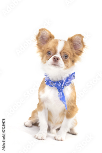 Chihuahua puppies