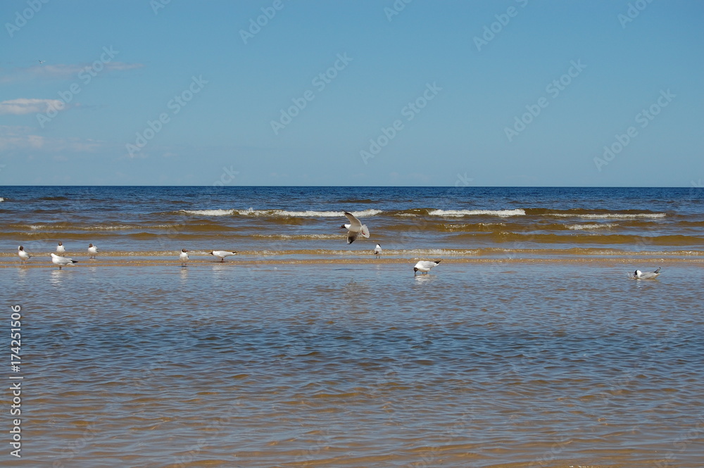 Seagulls on the beach in Jurmala, Latvia