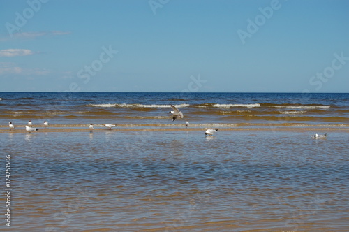 Seagulls on the beach in Jurmala, Latvia