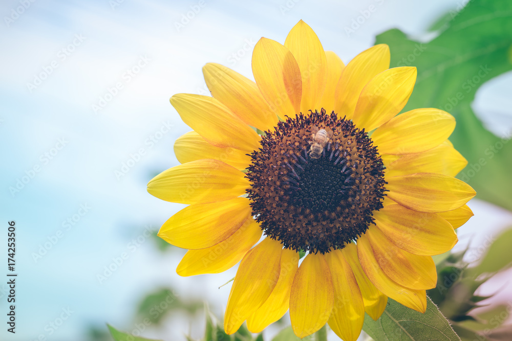 Naklejka premium Close up bee on blooming sunflower in garden.