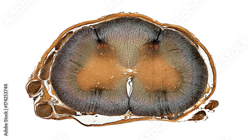 microscopic cross section of spinal cord