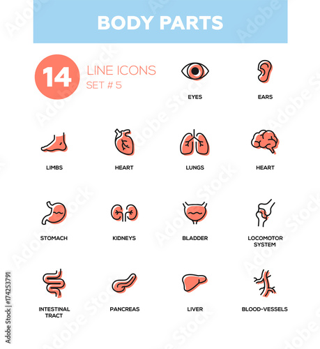 Body parts - Modern simple thin line design icons, pictograms set