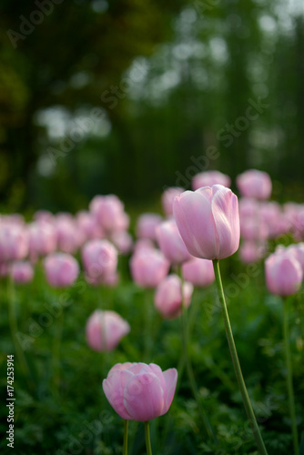 Tulip. Beautiful field garden of tulips. colorful tulips. tulips