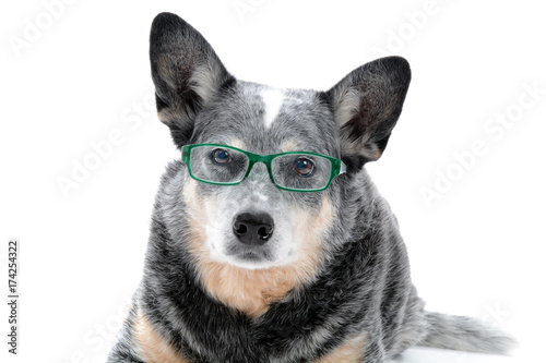 Fototapeta Naklejka Na Ścianę i Meble -  cattle dog with glasses white background