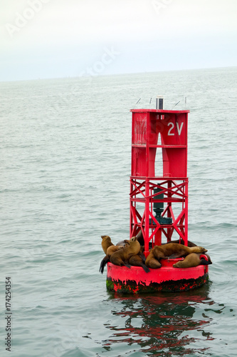 California sea lions or Eared seals resting on a buoy in Oxnard marina Ventura county. photo