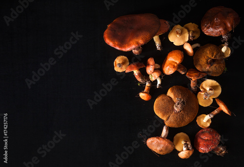 mushrooms porcini on black