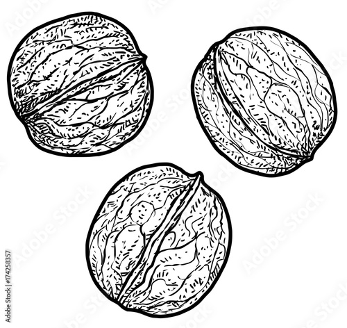 Walnut illustration, drawing, engraving, ink, line art, vector