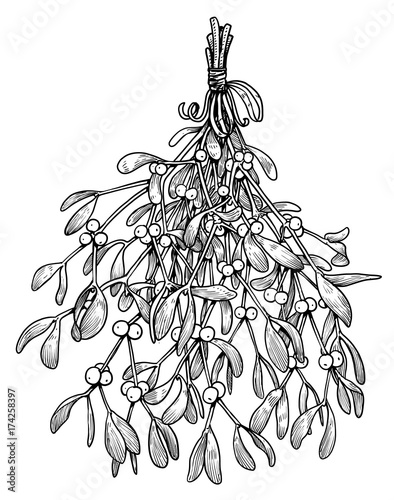 Mistletoe illustration, drawing, engraving, ink, line art, vector