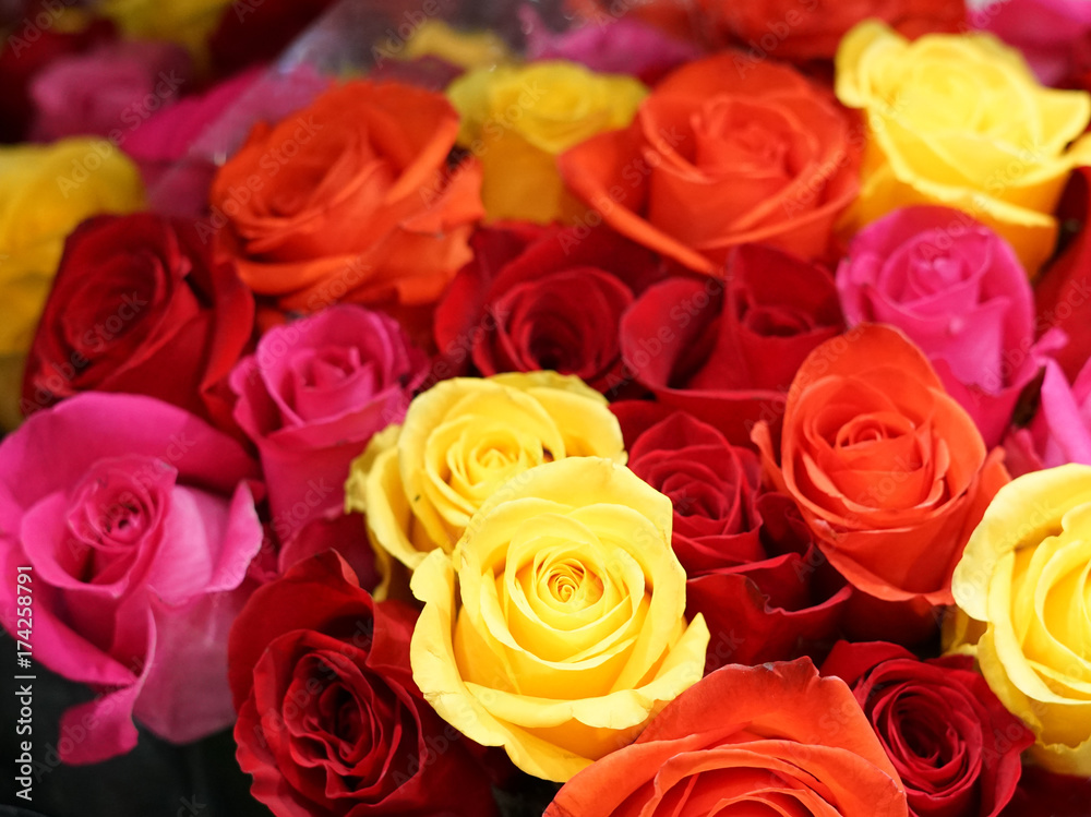 Bouquet of colorful roses flower background