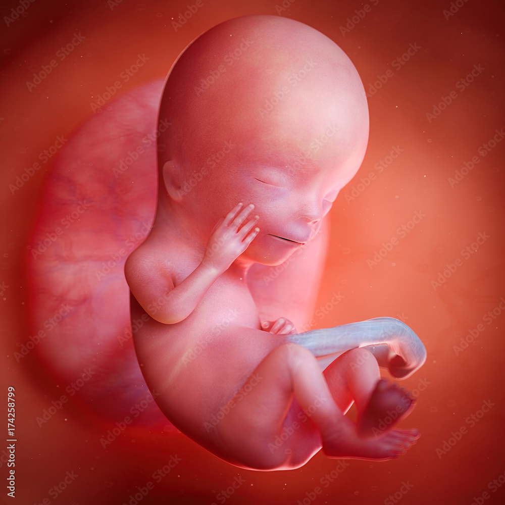 12 недель и 6 дней. Эмбрион ребенка на 12 неделе.