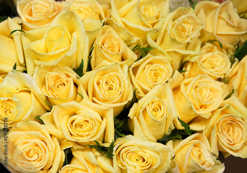 Flower background of yellow rose 