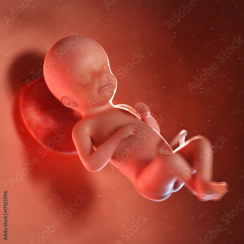 3d rendered medically accurate illustration of a fetus week 23