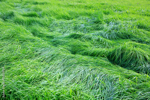 Fototapeta Naklejka Na Ścianę i Meble -  Green grass field background.