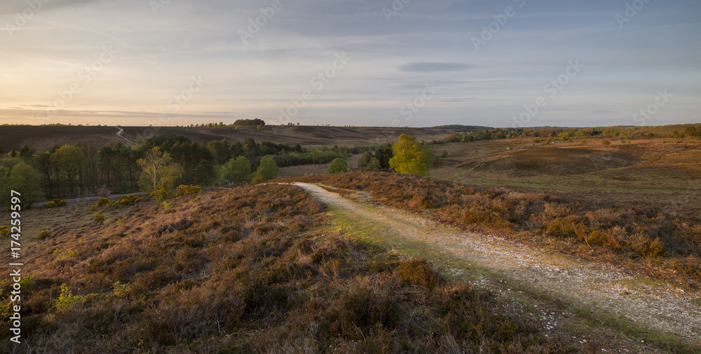 Rcokford Common in the New Forest at sunset.