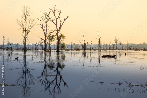 Bare trees in a swamp with sun shining through branches creating long shadows and reflection