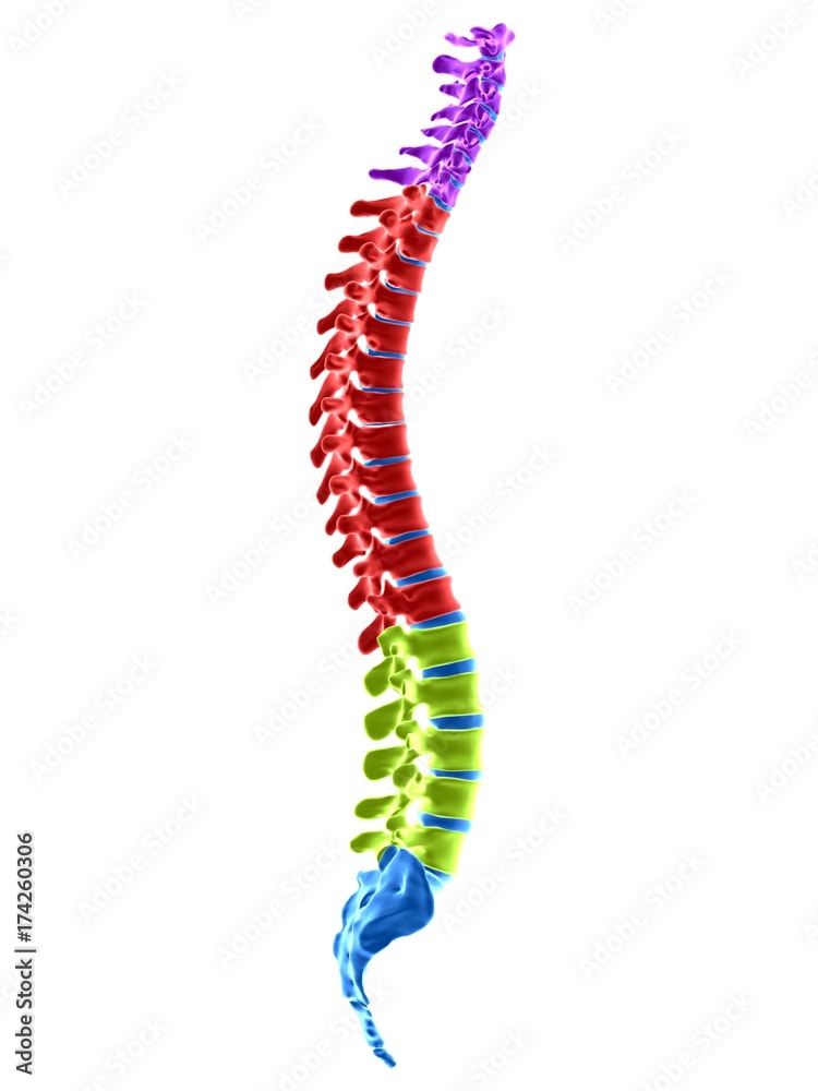 3d rendered medically accurate illustration of the spine sections 3d rendered medically accurate illustration of the spine sections