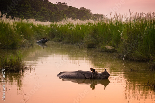 Indian one horned rhinoceros bathing in a river at dawn, in Chitwan National Park, Nepal