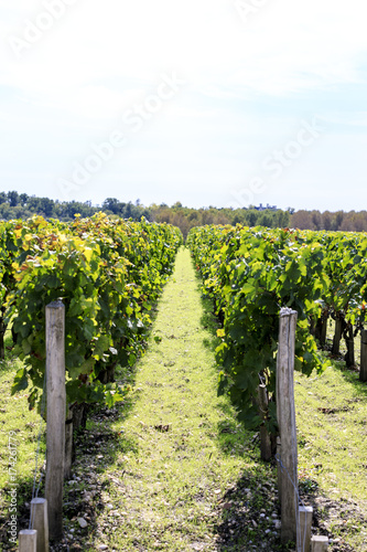 View of vineyard