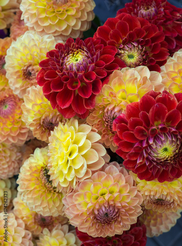 Fototapeta Naklejka Na Ścianę i Meble -  beautiful multicolored bouquets of dahlias grown in the summer garden.