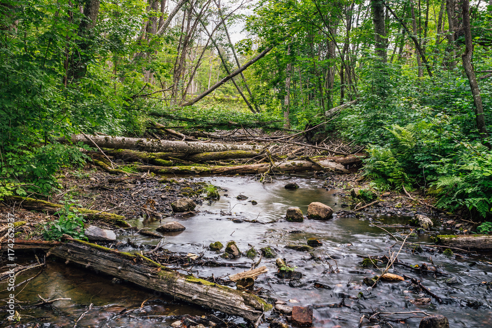 Fototapeta premium River dammed by beavers