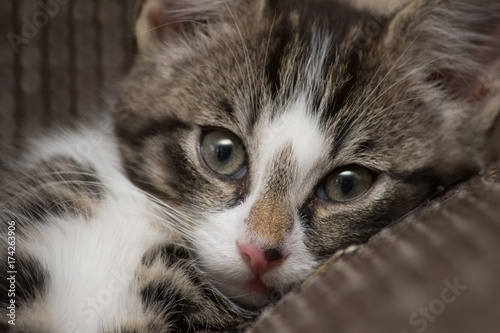 Katze