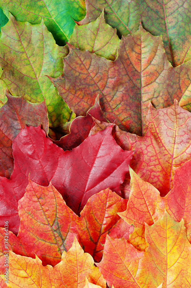 Layer of bright autumn leafs of maple Layer of bright autumn leafs of maple
