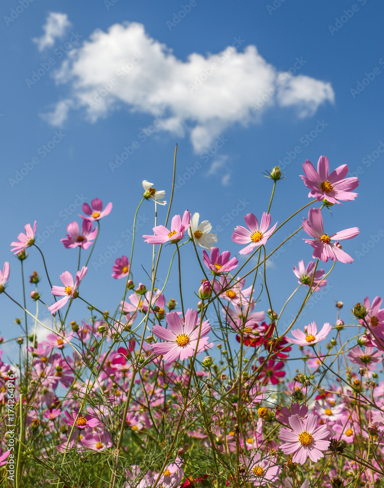 Cosmos Flowers Cosmos Flowers