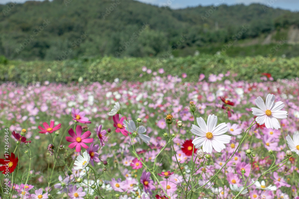 Cosmos Flowers Field