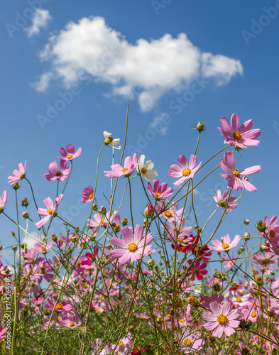 Cosmos Flowers