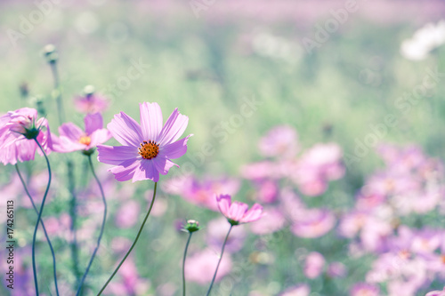 Cosmos Flowers © websori