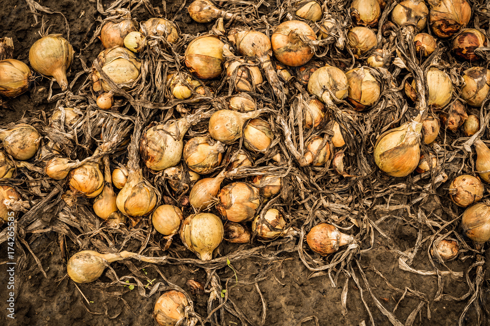 Onion on field captured from above (top) - agriculture Onion on field captured from above (top) - agriculture
