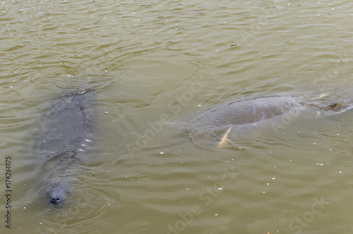 Lamantin, vache de mer, Florida manatee, Trichechus manatus latirostris photo