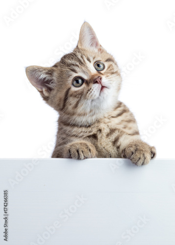 Fototapeta Naklejka Na Ścianę i Meble -  Funny cat kitten peeking out of a blank cardboard, isolated on white background