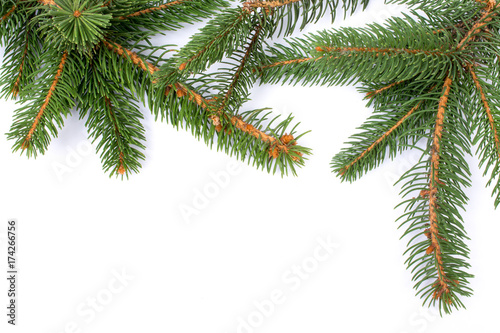 Christmas greeting card. Branch of fir on white background and copy space