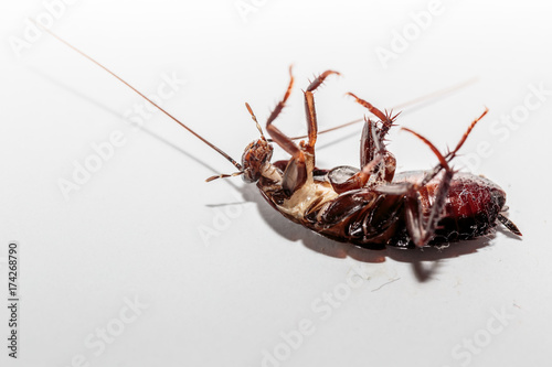 scarafaggio avvelenato. scarafaggio morto. scarafaggio a pa ncia in su .Come Liberarsi degli Scarafaggi.    photo