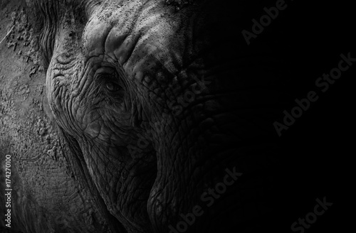 Photography Faces of Thai elephants in Thailand