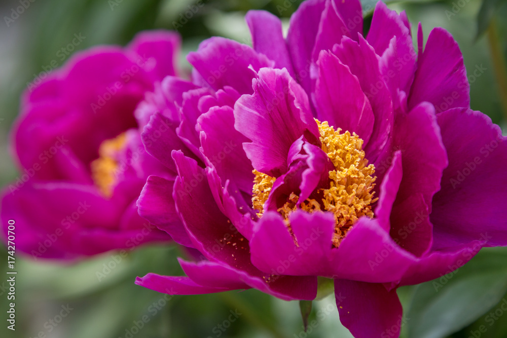 Macro shot of magenta peonies showing yellow centers and pollen Macro shot of magenta peonies showing yellow centers and pollen