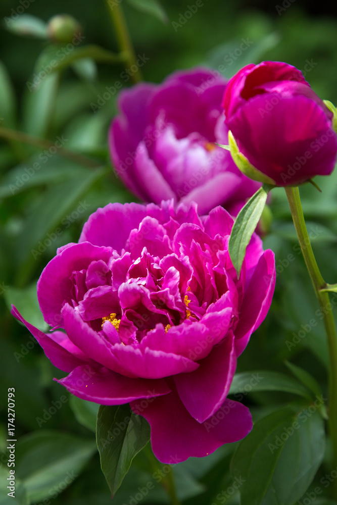 Magenta peonies with green foliage Magenta peonies with green foliage