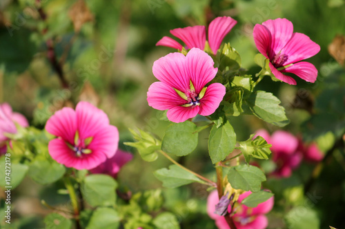 Lavatera or rose mallow pink flowers in garden