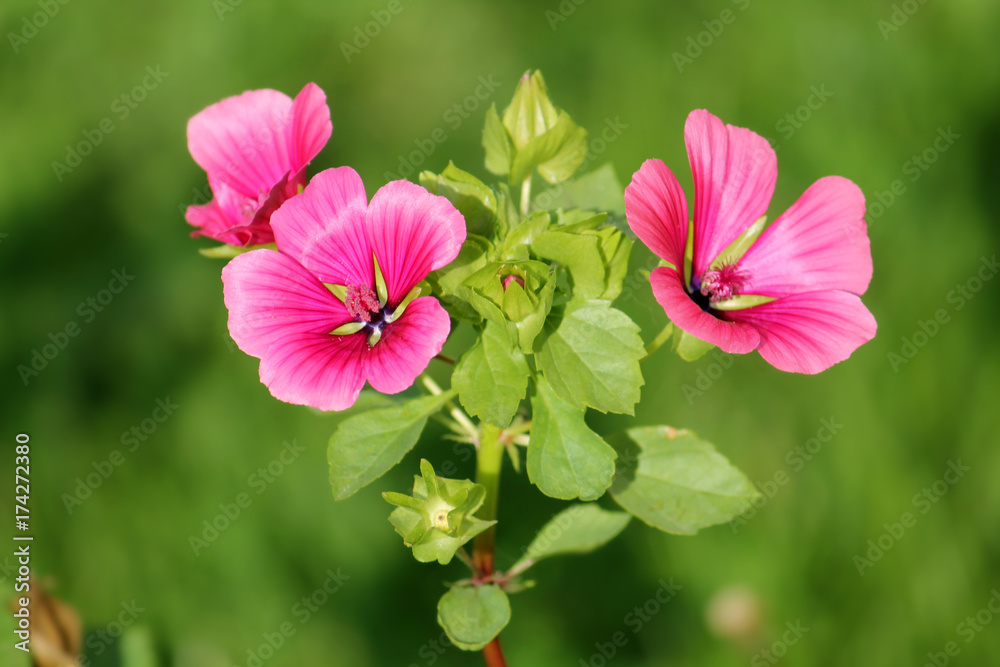 Obraz premium Lavatera or rose mallow pink flowers in garden
