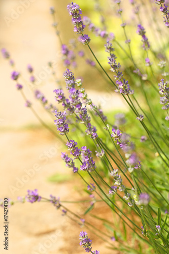 Lavender grows in the garden. Violet flowers on a green background.