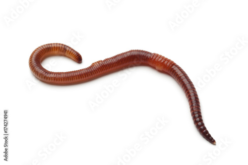 Single earthworm