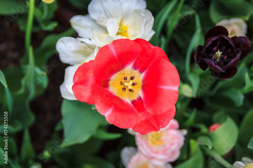 Tulips_Red-White-Purple_1