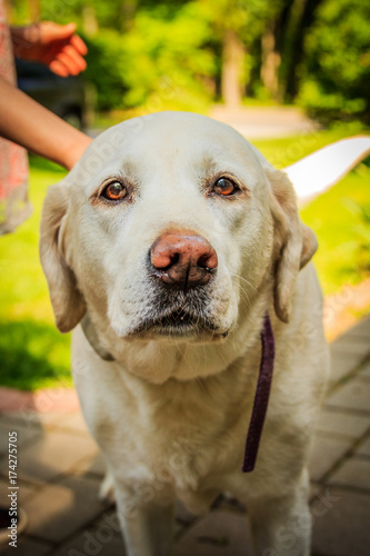 Yellow Labrador Face