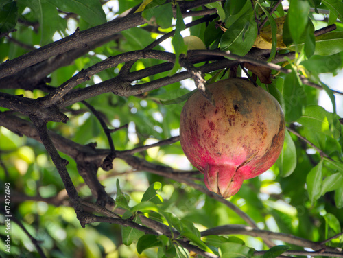 Pomegranate fruit has become in Fukuoka city, JAPAN. photo