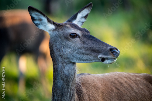 Deer with sun in the rear